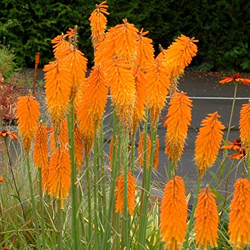 Stauden Gänge 1 x Kniphofia ‘Mango Popsicle’ (Winterhart/Staude/Dauerblüher/Bienenferundlich/Mehrjährig) Fackellilie Orange - Sonnengeküsste Blüten für fruchtige Sommermomente