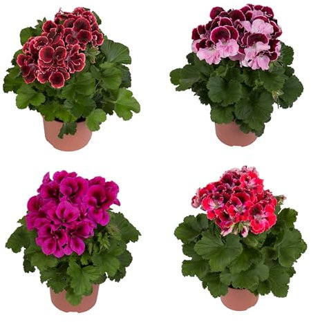 Cuatro Unidades de Pelargonium - Geranios Naturales - Plantas de Exterior