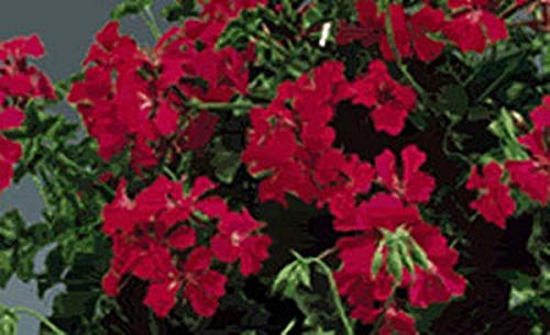 Geranium Ivy Tornado Series Red Seeds