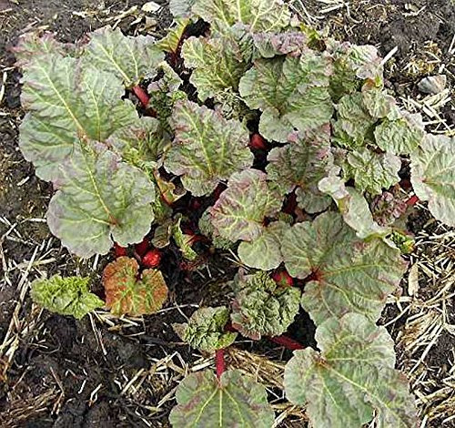 Rhabarber Holsteiner Blut - Rheum rhabarbarum - lebende Gartenpflanze aus den Baumschulen