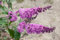Buddleja davidii 'Border Beauty' 80-100 cm - Schmetterlingsflieder, rosa Blüten, Blütezeit Juli-September, Schmetterlingsmagnet, pflegeleicht und winterhart