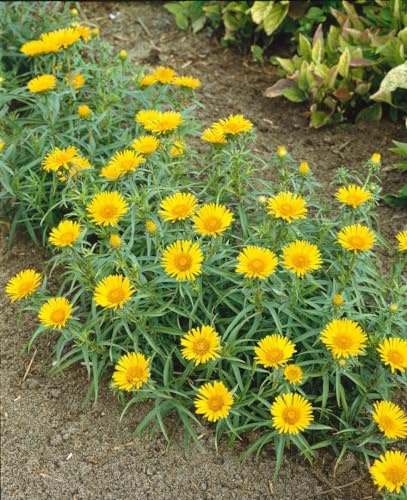 Inula ensifolia 9x9 cm Topf – Winterhart, Mehrjährig, Pflegeleicht – Schwert-Alant – Staude für Steingarten & Beet