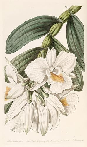 SERENDIPITP Impresión Imagen Modernos Cuadro Pintura al óleo Clásicas Dendrobium Formosum por artista famoso para Decoraciones del Hogar 60x90cm