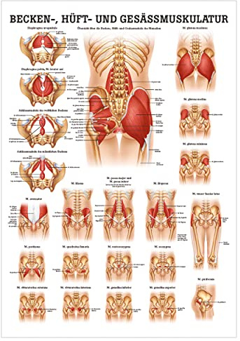 Sport-Tec Gesäss, Hüfte u. Beckenmuskulatur Poster Anatomie 70x50 cm med. Lehrmittel