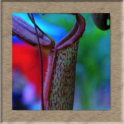 Semi di piante di Nepenthes Semi di Nepenthes Semi di piante di acchiappamosche 20 Particelle/sacchetto