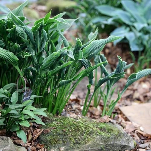 Plant Theory 9cm Pot Hosta Praying Hands Plantain Lily Perennial