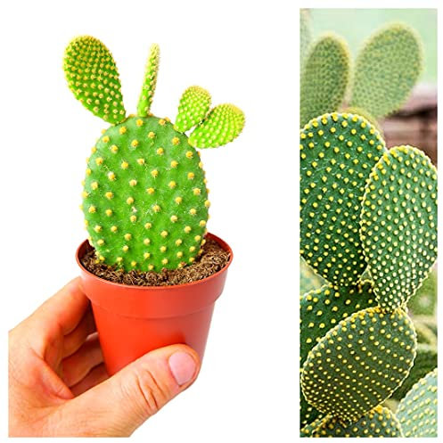 Opuntia Microdasys Bunny Ears Cactus in a 8.5cm Pot - Indoor Cactus Plant