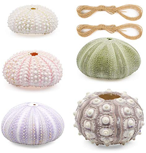 N/A 5 Pcs Mini Sea Urchin Shell Hanging Pot, Decorative Air Plant Holder | Cute, Tillandsia Succulent Display Container, With Rustic Ropes