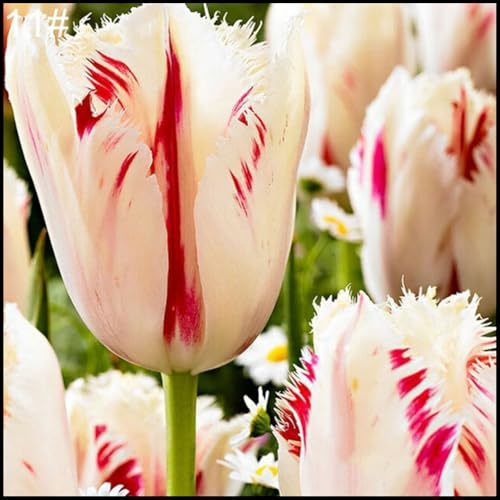 Bulbos de Tulipán - Se Adaptan a Suelos Bien Drenados - Apropiados para Macizos y Macetas-3 Bulbos