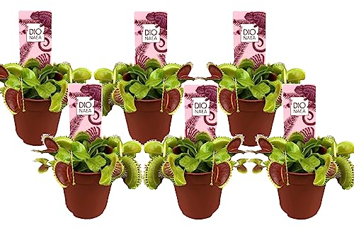 Plant in a Box - Dionaea Muscipula - Venusfliegenfalle - Set von 6 - Fleischfressende Pflanze - Zimmerpflanze - Topf 5,5 cm - Höhe 5-10 cm