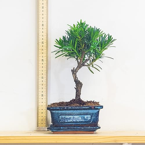 Buddhist Pine Bonsai Tree (Podocarpus macrophyllus) - Indoor & Outdoor Japanese Yew, Fern Pine Bonsai Tree in Ceramic Pot, Low Maintenance, Serene House Plant for Home Décor