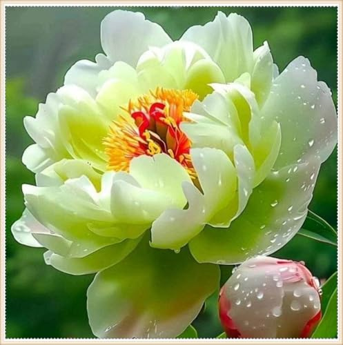 NVNJHJN Peony rhizome. High and large leaves. Ideal to beautify the landscape.Tolerates the cold 2 Rhizome-F