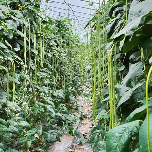 frijol medidor, frijol espárrago semillas semillas medidor resistentes jardines rocas balcón invernadero jardín Camas elevadas 130semillas
