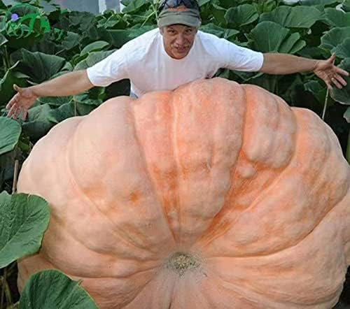 Semi Zucche giganti, semi di zucca Big Max, cimelio, non OGM, circa 20 semini di ortaggi da Giardinaggio NO-OGM semi di cimelio impollinati aperti