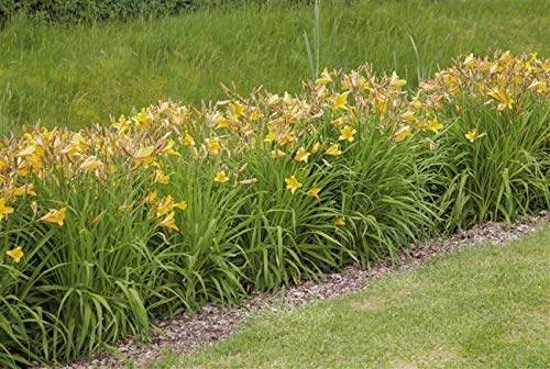 Taglilie Hemerocallis citrina im Topf, winterhart, mehrjährig