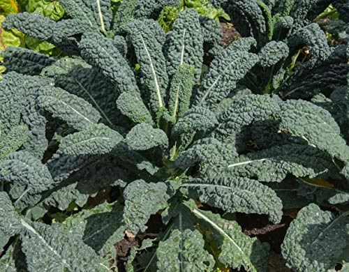 Earthcare Seeds Kale Italian Lacinato Nero di Toscana 500 Seeds (Brassica oleracea) Heirloom - Non GMO