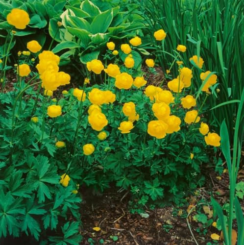 Trollius x cult. 'Earliest of All' ca. 11x11 cm Topf - Trollblume, leuchtend gelbe Blüten, Blütezeit Mai-Juni, ideal für feuchte Standorte, pflegeleicht