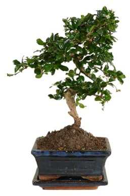 Bloomique - Bonsai Carmona - S-Form - Bonsaibaum - Zimmerpflanzen - Höhe 20-30 cm - 15 cm breit - inklusive Keramiktopf und Schale