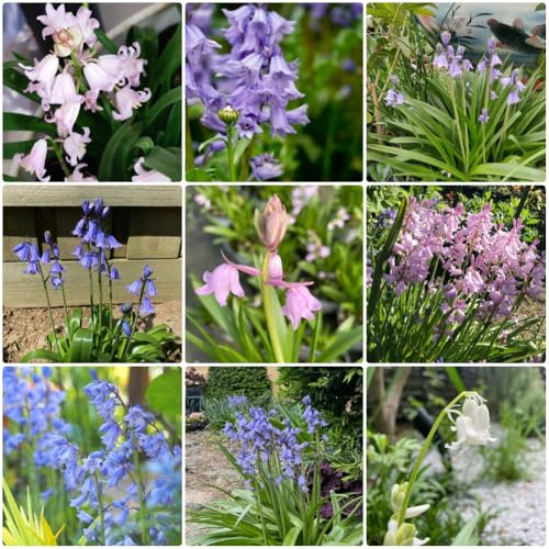 Semillas de campanilla azul, semillas de Hyacinthoides non-scripta, 450pcs