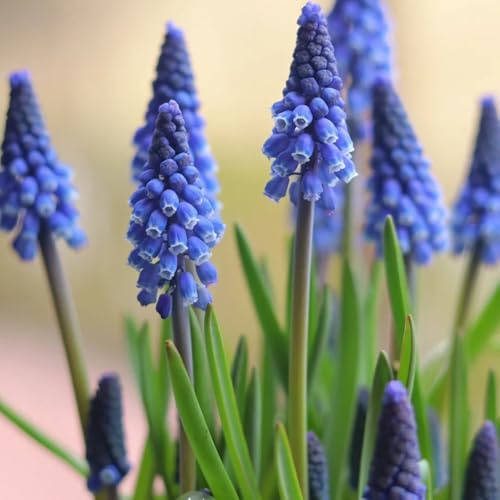 4bulbi di giacinti perenni resistenti, balcone, crescita da precoce, autunnali dalla resistente