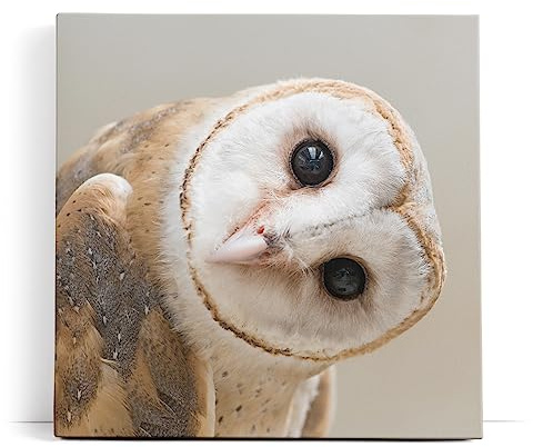 Paul Sinus Wandbild 80x80cm Schleiereule Eule mit geneigten Kopf Tierfotografie
