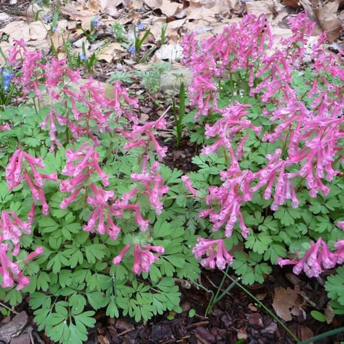 semillas de espuela de caballero cubierta vegetal perenne resistente jardín rocas, jardín resistentes Semillas para camas elevadas, lugares 20pcs