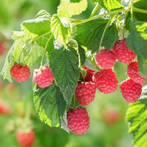 Semi di lampone biologici, fresca Rubus idaeus, giardino da balcone resistenti biologici, 400pcs