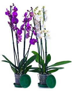 Orquídea (2, violeta) calidad A1 ✔️ Control MPS ✔️ Nuestras plantas ya están prefertilizadas para usted. ✔️