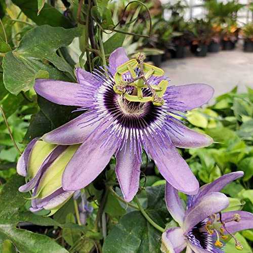 GardenersDream Passiflora Betty Myles Young - Rosa Passionsblume Pflanze - Kletterpflanzen Blütenstark - Balkon Pflanzen Premiumsorte