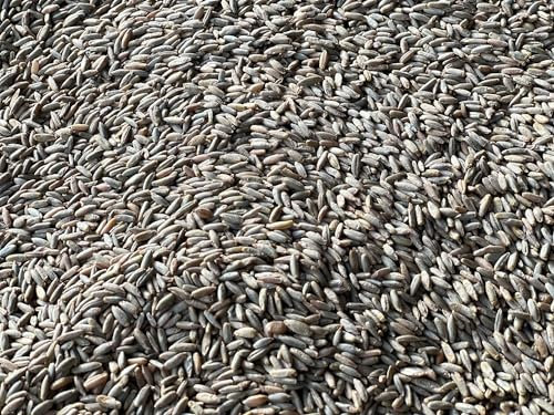 Heinrichs Agrar 5 kg Roggen Brotroggen Futterroggen Fischfutter Regional Rheinhessen aus der Layenmühle