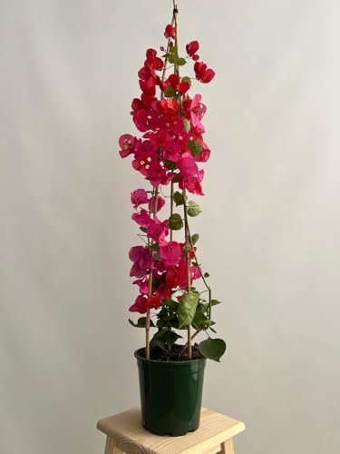 GREENTIA | Bougainvillea Planta Natural con Caña en Pirámide M19 Altura 90cm en maceta de 19cm de diámetro