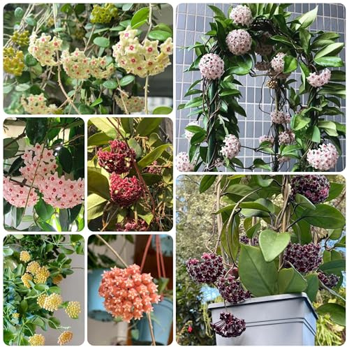 semi di hoya - perenni resistenti decorazione soggiorno biologici 400pcs
