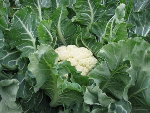 Shopvise coliflor Semillas (25 por paquete)