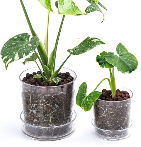Phoenix Vine 6.5 Inch 4.5 Inch Clear Acrylic Houseplants Planter Pot with Tray, Orchid Pot with Drainage Holes, Deep Saucer for Bottom Watering, Transparent Containers for Indoor Plants, Herbs, 91-B-Y