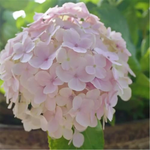 Perfekte winterharte mehrjährige Hortensie, mehrjährige Balkon- und Gartendekopflanze-4zwiebeln-E
