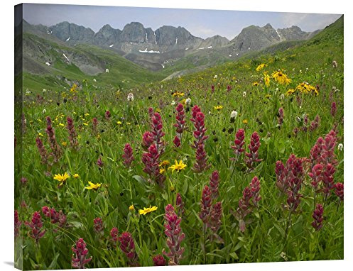 Global Gallery Budget GCS-396377-2228-142 Tim Fitzharris Indian Paintbrush Meadow at American Basin Colorado Gallery Wrap Giclee on Canvas Print Wall Art