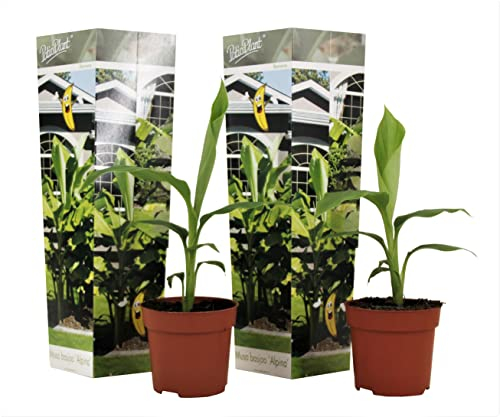 Plant in a Box - Musa Basjoo - Höhe 25-40cm - 2er Set - Bananenpflanze Winterhart - Bananenbaum - Exotische pflanzen - Topf 9cm