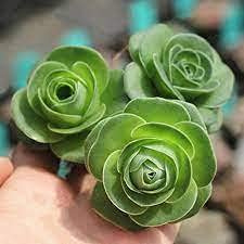 Genipap Semillas suculentas de Greenovia