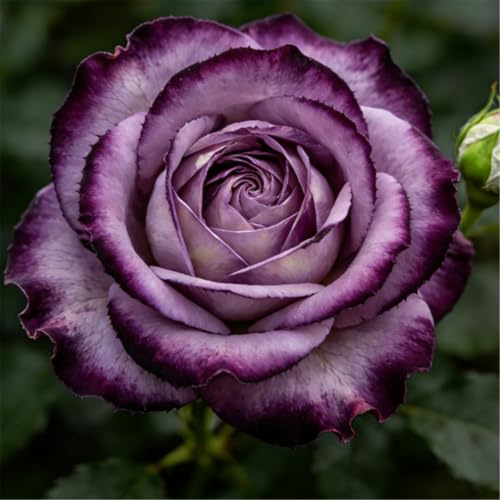 Leuchtende Strauchrose – Leuchtend schwarze Blütenblätter und herzförmige grüne Blätter, eine pflegeleichte Gartenrose-2 ROOT-I