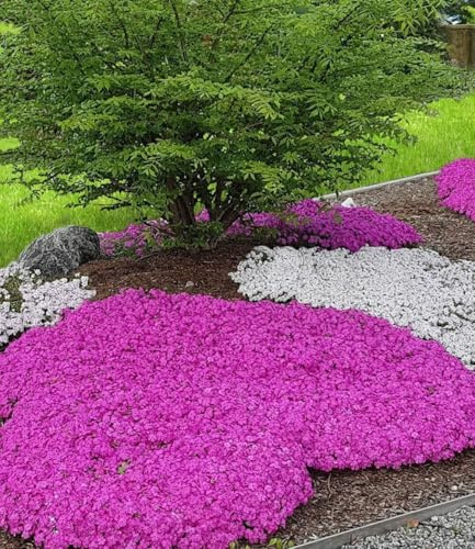 BALDUR Garten 6x Teppichphlox 'Emerald Pink', Pflanzen im 9x9 cm-Topf | winterharter Bodendecker, Phlox subulata, Polsterphlox, Polsterstauden, Moosphlox, Phlox subulata, winterhart