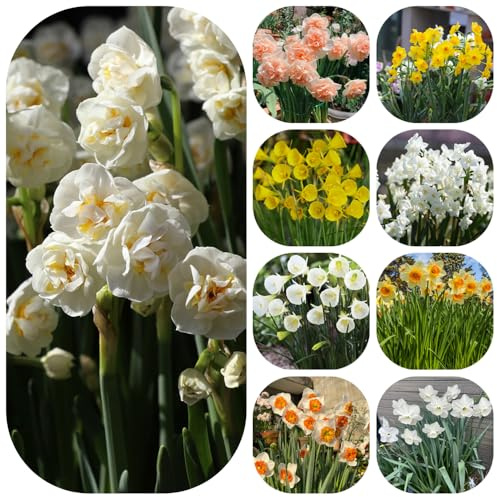 Narzissen, gartendeko für draußen hochbeete für garten blumenzwiebel gartenblumen zimmerbonsai kletterpflanzen blumengarten zwiebelblumen seltene kübelpflanzen blumenzwiebeln 5Zwiebeln