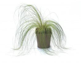 Stipa tenuissima - Gramínea ornamental - planta viva (en maceta 12 cm Ø)