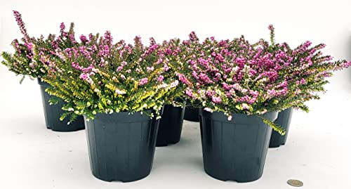 POWERS TO FLOWERS - ERICA CARNEA DARLEYENSIS ROSSA, 9 PIANTE, VASO 12CM DIAMETRO, piante vere