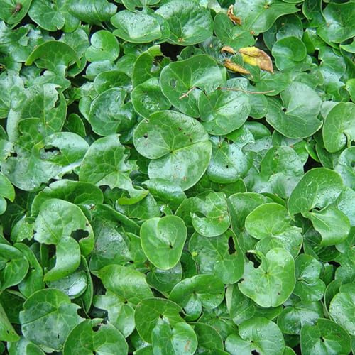 6 x Heimische Haselwurz - Asarum Europaeum Topf 9x9cm: Bodendecker mit herzförmigen Blättern. Schattige Standorte und Waldgärten.