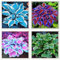 Hosta Bulbo，Bulbo Di Hosta Hosta Planta Rizoma De Hosta RáPido Crecimiento Y Bajo Mantenimiento Bulbos De Flores Exterior Todo AñO-6bulbs-D