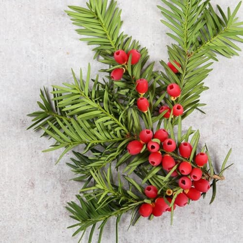 Semi di Taxus baccata da balcone,interno da balcone, ornamentale resistente per il giardino 75pcs