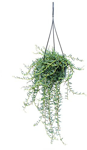 Senecio hallianus Ampelpflanze Curio hallianus 14cm Ampel hängend