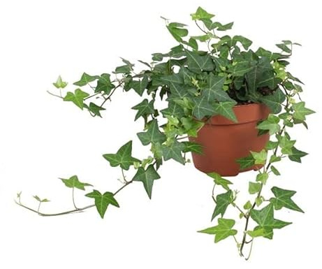 Hiedra Enana PREMIUM Planta Natural para Decorar el Hogar, DECOALIVE