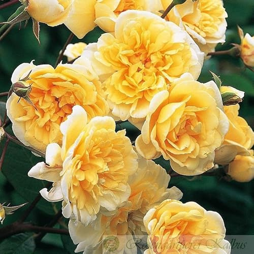 Englische Rose  Malvern Hills ® (Container)