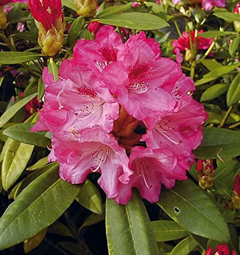 Hochstamm Rhododendron Sneezy 60-80cm - Alpenrose - lebende Gartenpflanze aus den Baumschulen